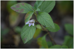 Dyschoriste dalzelii